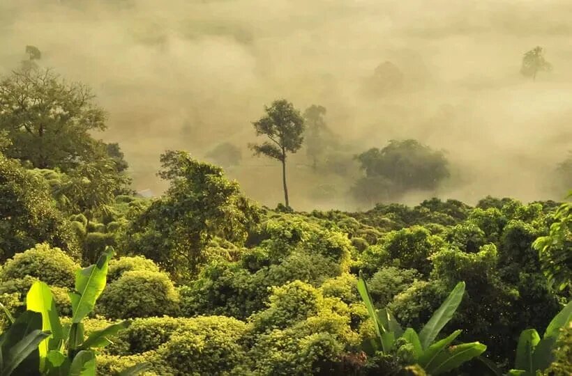south-east-asia-kratom-forest (1) (1)